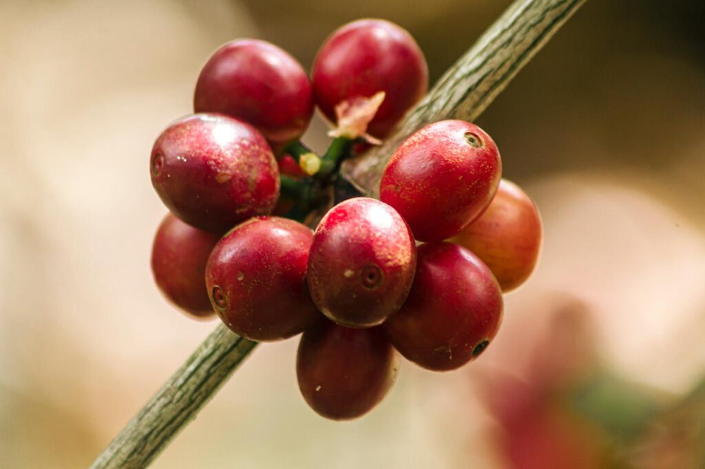 El Salvador is positioning itself as an ultra-premium coffee producer thanks to its Gesha. If you’re looking for a unique sensory experience, don’t miss a lot from Apaneca or Chalatenango.