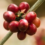 El Salvador is positioning itself as an ultra-premium coffee producer thanks to its Gesha. If you’re looking for a unique sensory experience, don’t miss a lot from Apaneca or Chalatenango.