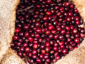 COFFEE VARIETIES