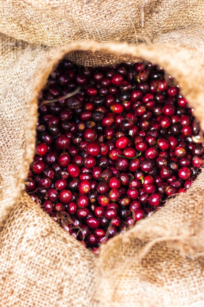 COFFEE VARIETIES