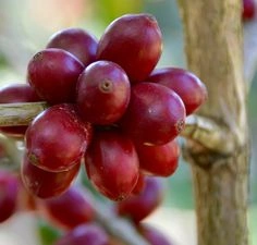 Pacamara Plant Cafeartisannyc