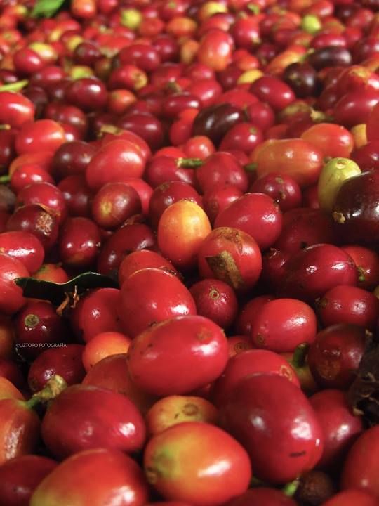 Cafeartisankenyacoffee
